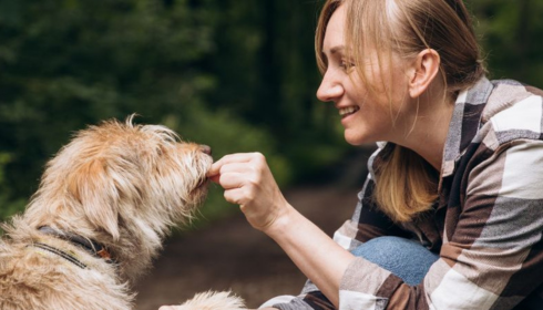 Proven Dog Training Strategies for Better Behavior Fast